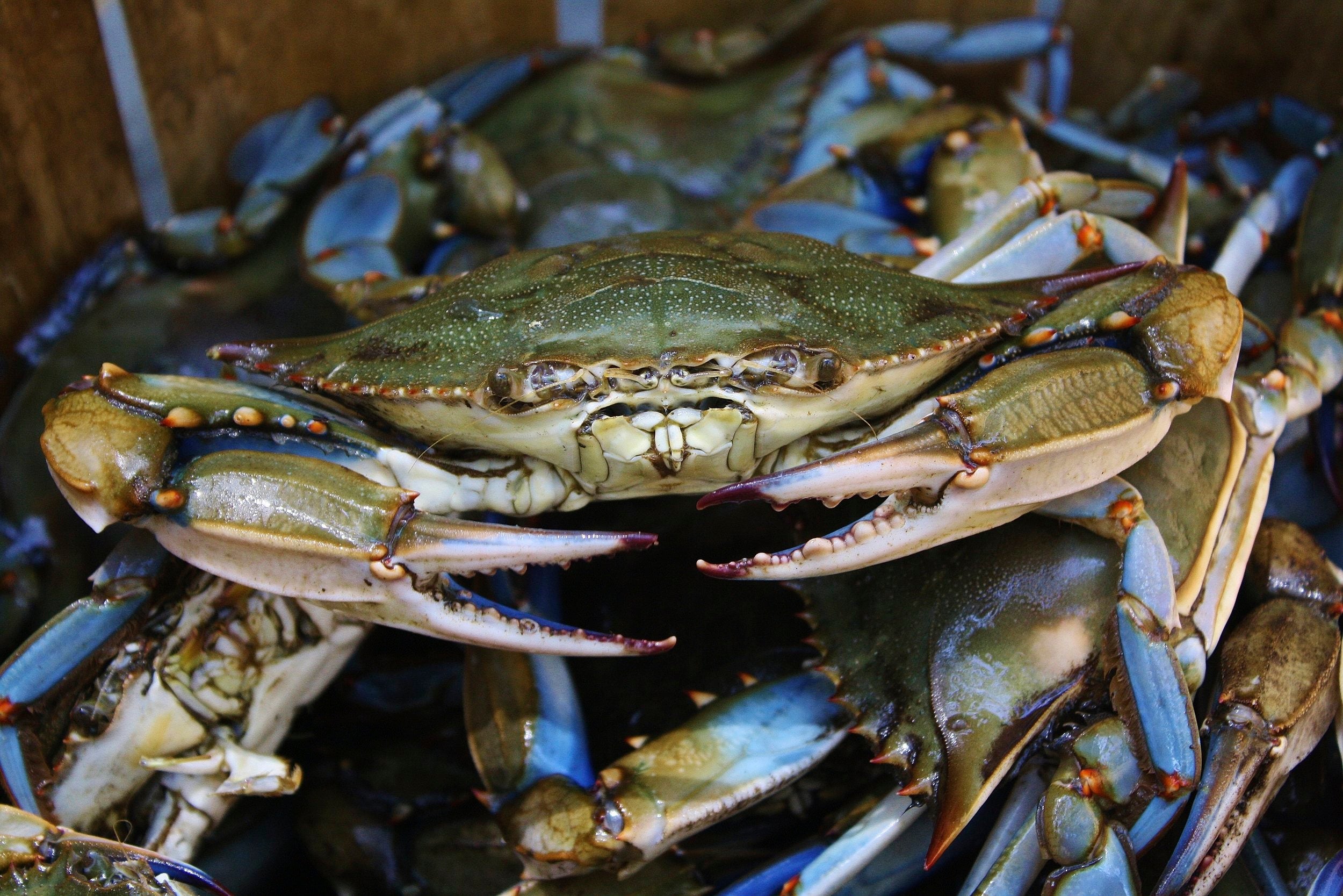 live male crabs